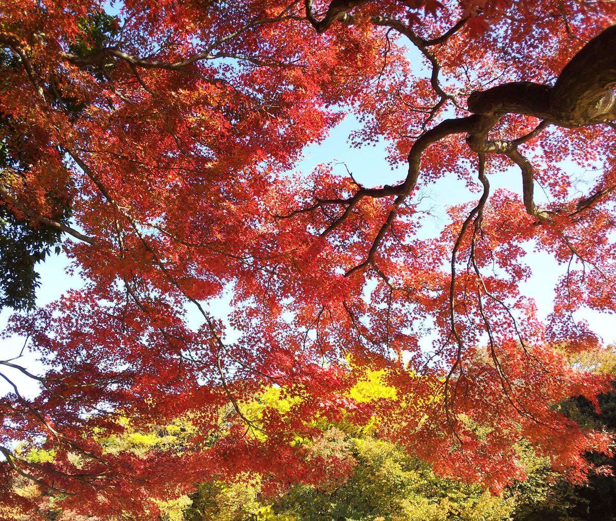 Autumn leaves in Kinuta Park - Nov. 23, 2013