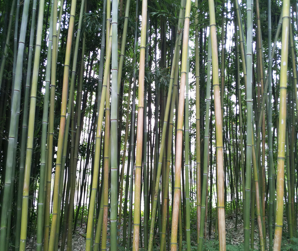 Bamboo in Kinuta Park - Nov. 10, 2013