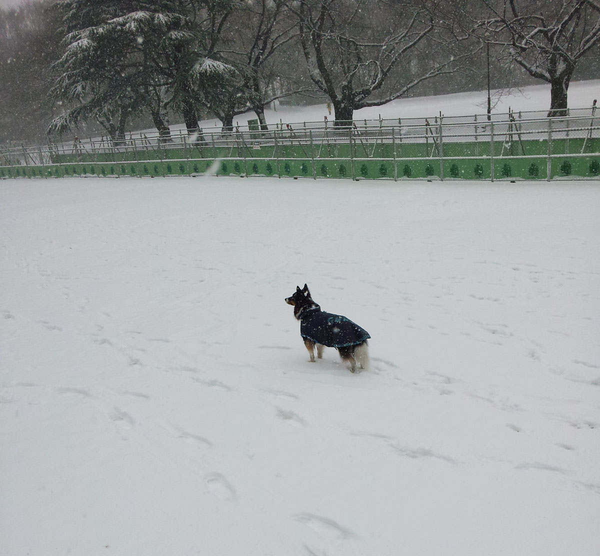 Dog in the snow - Feb. 8, 2014