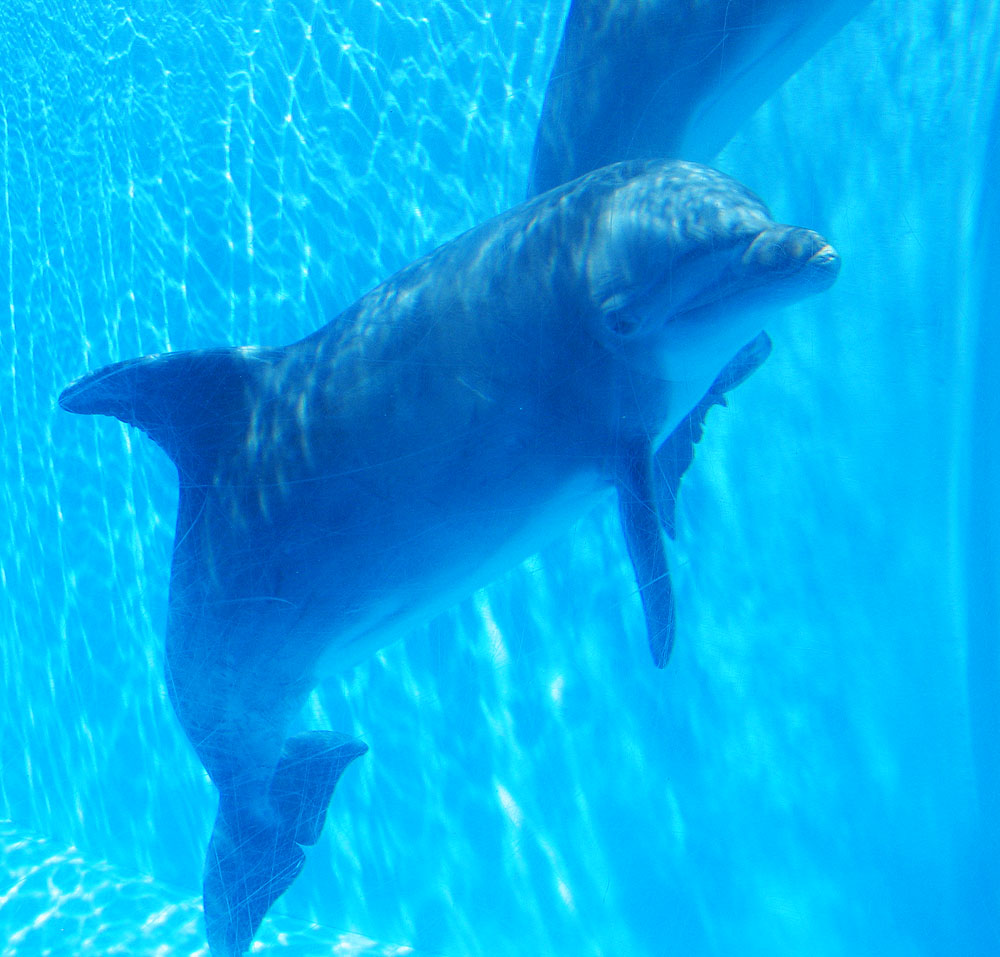 Dolphins at the Mirage in Las Vegas - Sept. 8, 2010