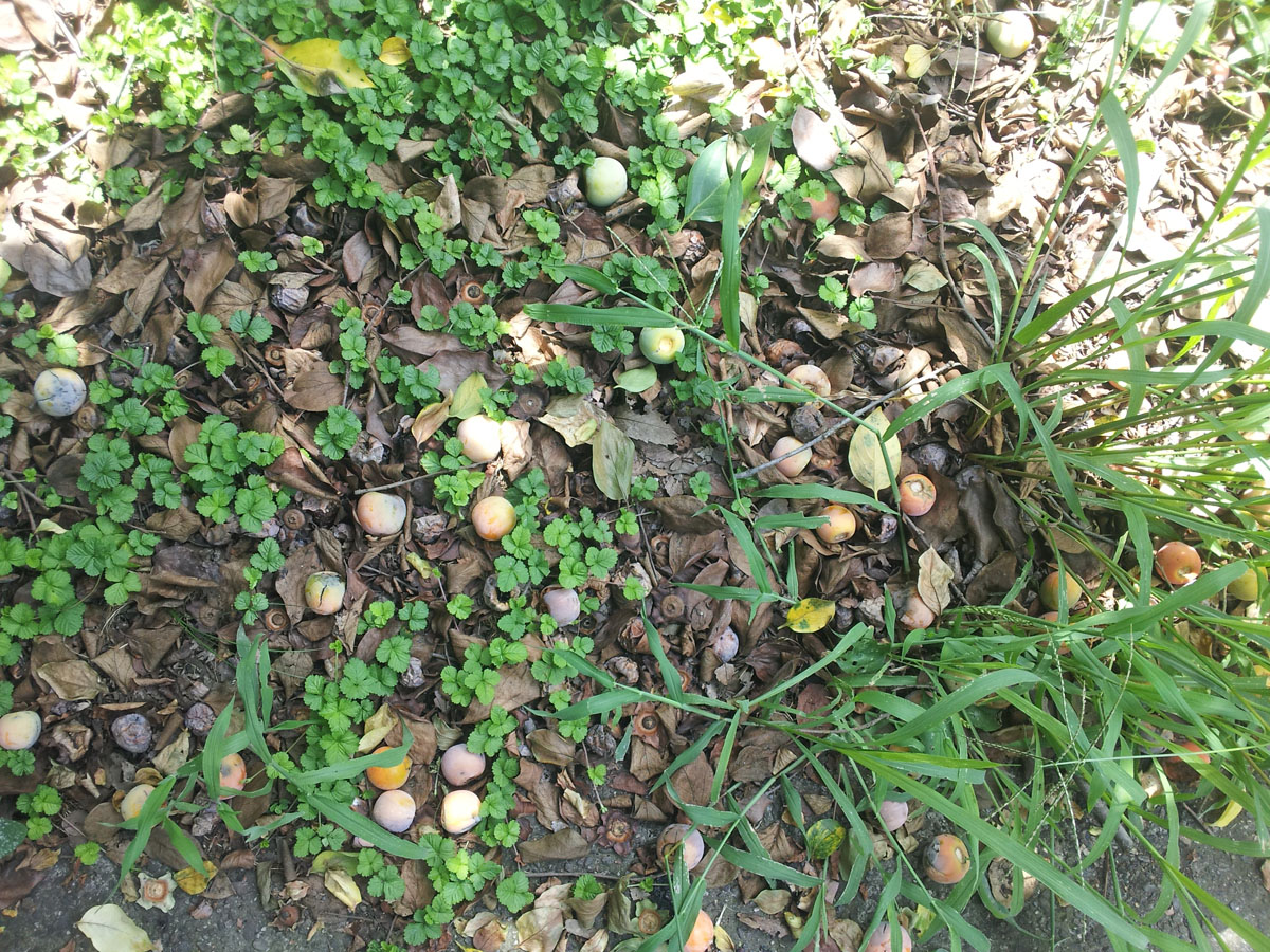 Fallen persimmons in Kinuta Park - Aug. 17, 2013