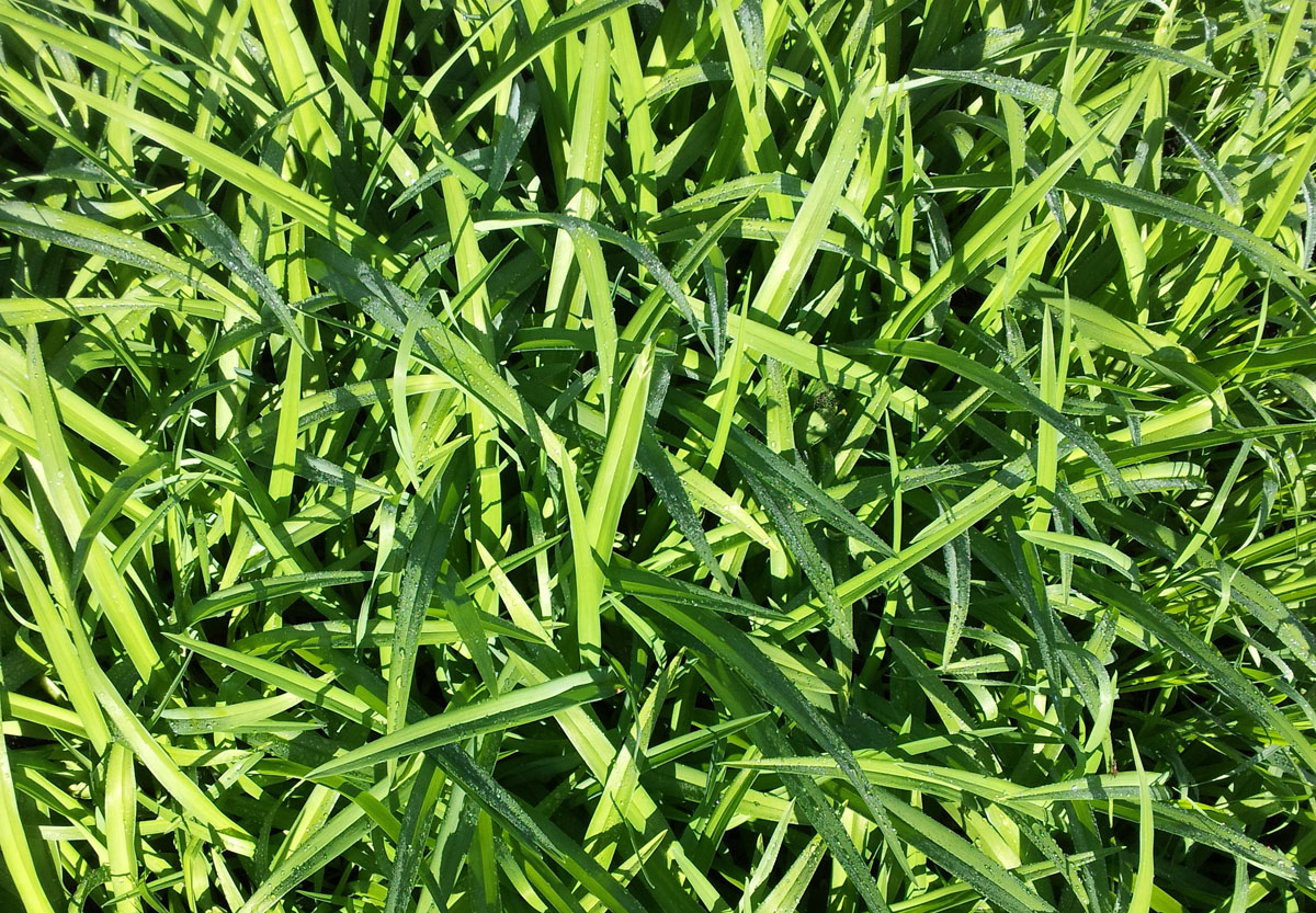 Grass with dew - Vermont, May 25, 2014