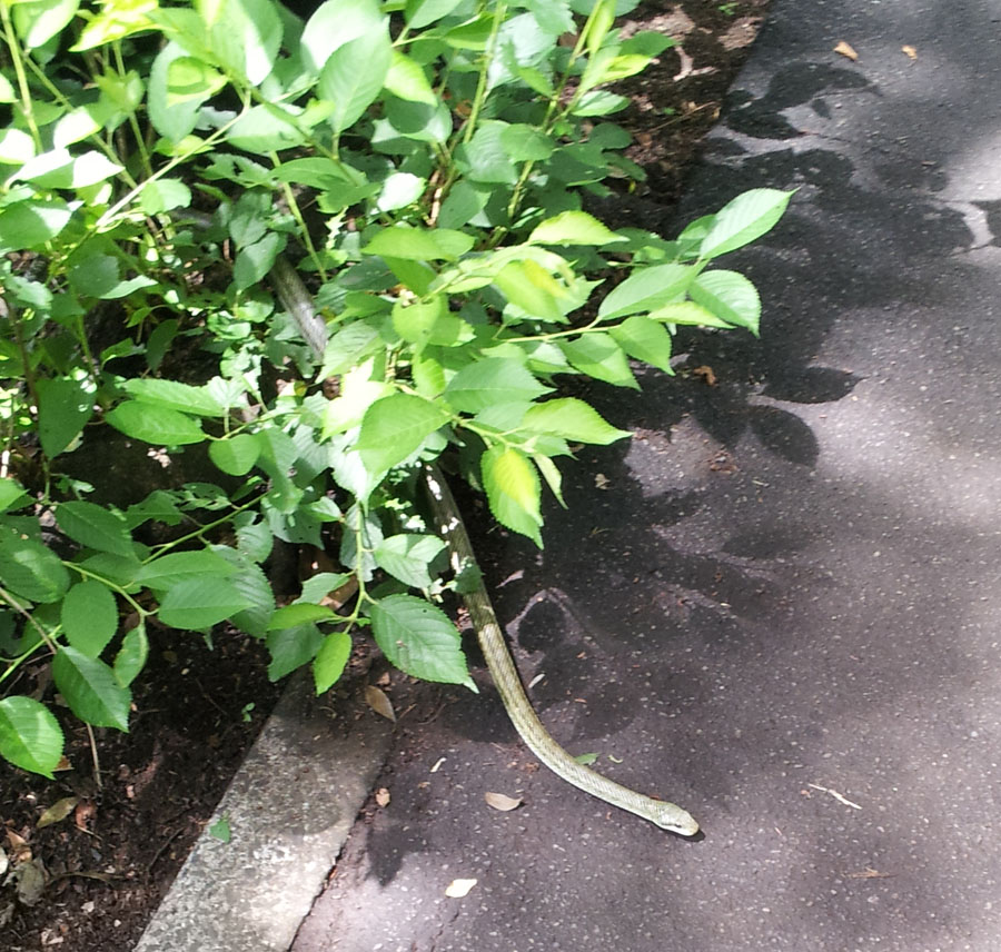 Green snake in Kinuta Park - June 15, 2013