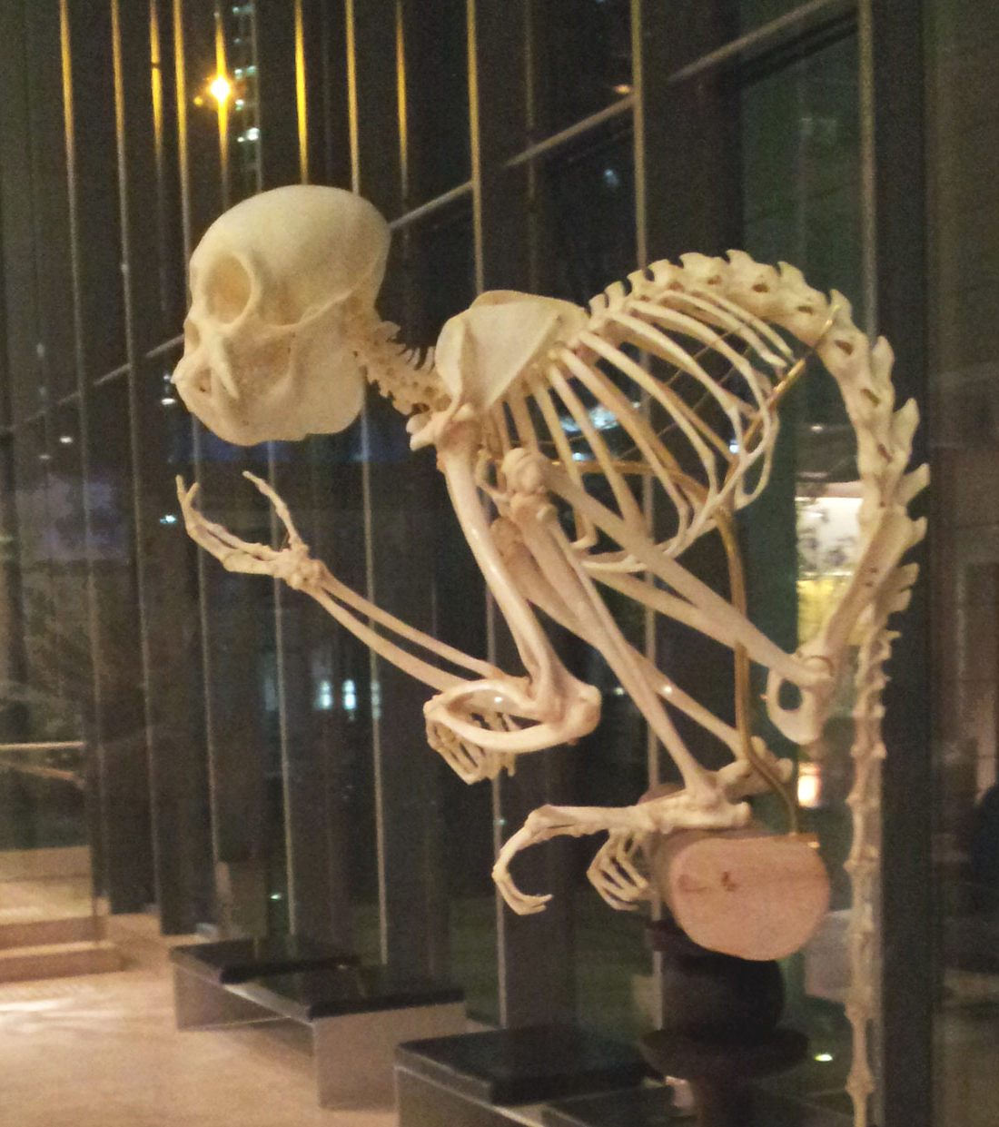 Monkey skeleton at the Akasaka Intercity Bldg. - Nov. 19, 2014