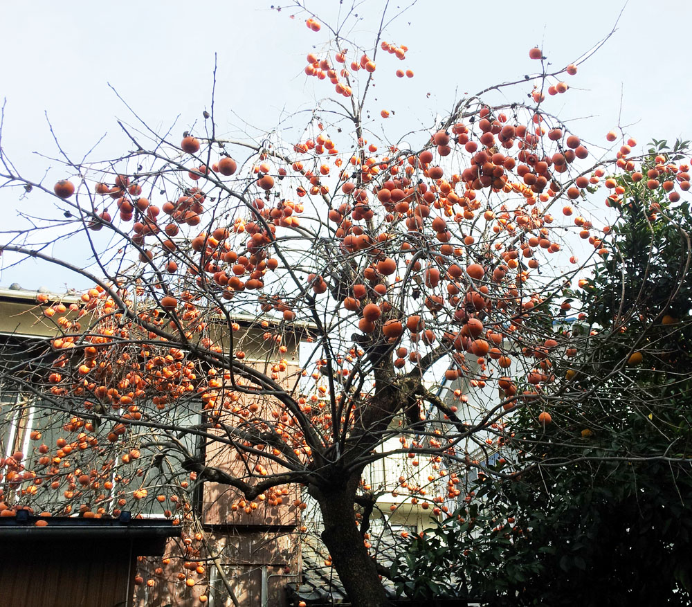 Persimmon tree - Futako Tamagawa, Jan. 4, 2014