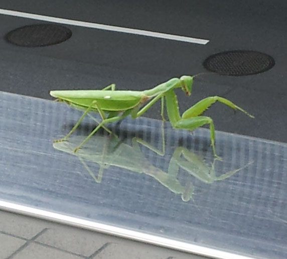 Praying mantis on a mirrored handrail - Sept. 26, 2014