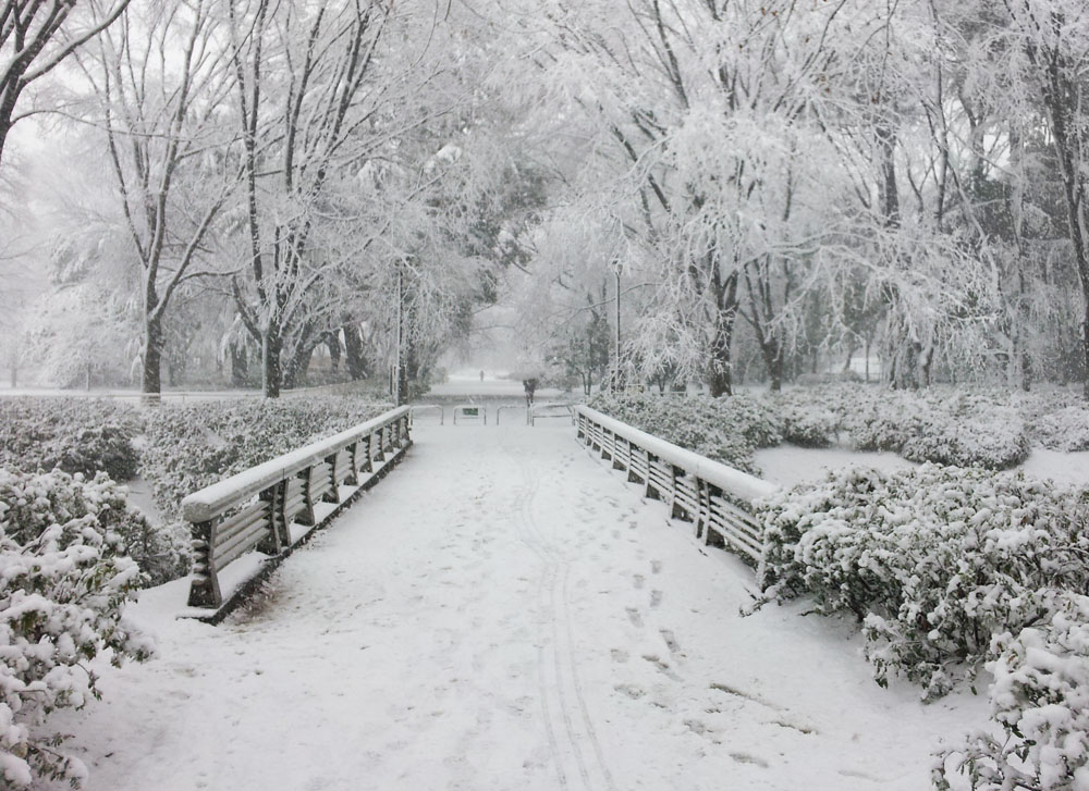Snowy bridge in Kinuta Park - Jan. 14, 2013